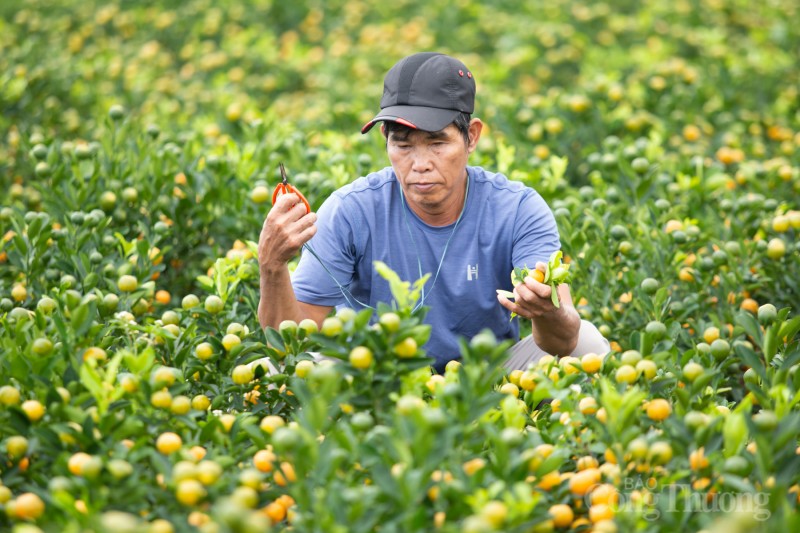 Quảng Nam: Quất cảnh “đắt hàng”, nông dân phấn khởi đón Tết