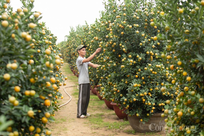 Quảng Nam: Quất cảnh “đắt hàng”, nông dân phấn khởi đón Tết