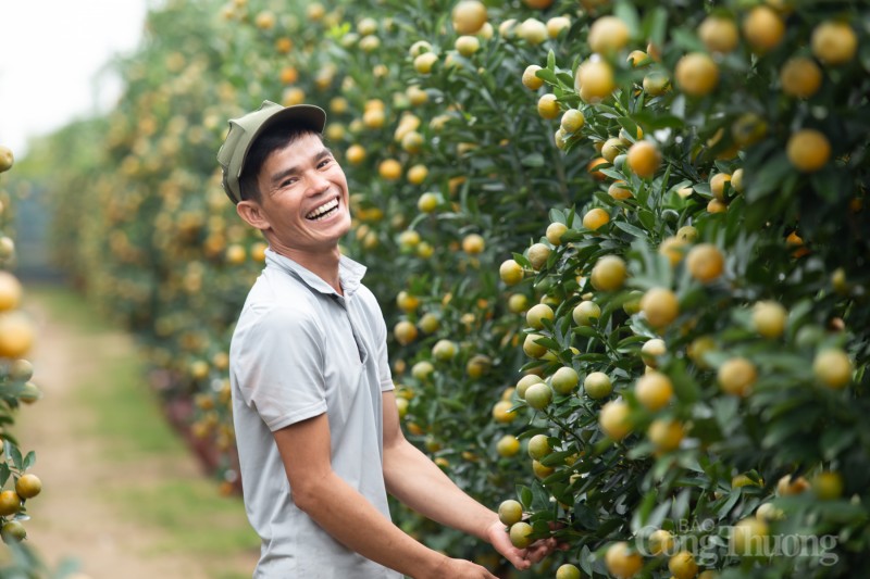 Quảng Nam: Quất cảnh “đắt hàng”, nông dân phấn khởi đón Tết