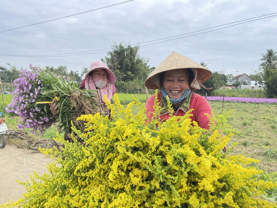 Nông dân Nghĩa Hà thu hoạch hoa. Ảnh: Hà Phương