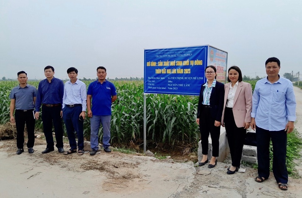 Nghiệm thu mô hình sản xuất ngô sinh khối trên đất hai lúa tại huyện Mê Linh.