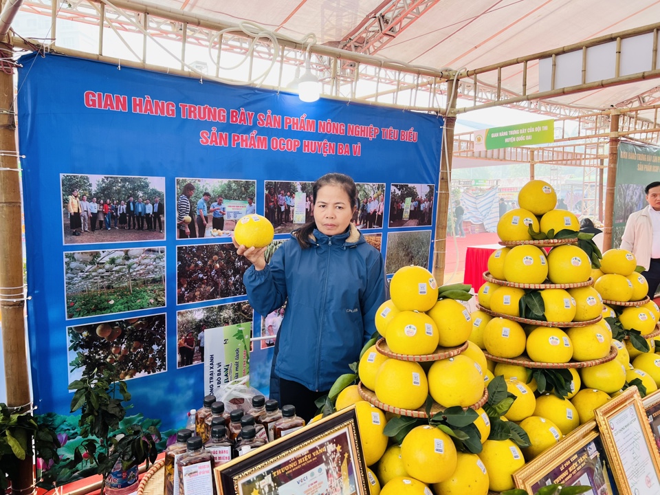 Bưởi Diễn được quảng bá, trưng bày tại Lễ hội nông sản TP Hà Nội năm 2023. Ảnh: Ánh Ngọc