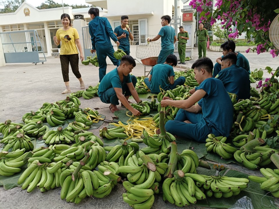 Lực lượng Trung đội dân quân thường trực tích cực phân phối chuối cho công nhân lao động tại khu vực phường Tam Phước.