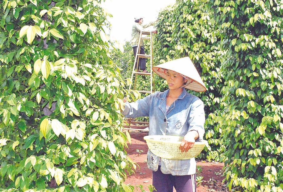 Giá tiêu hôm nay 16/1: Tăng tại Gia Lai và Bà Rịa - Vũng Tàu