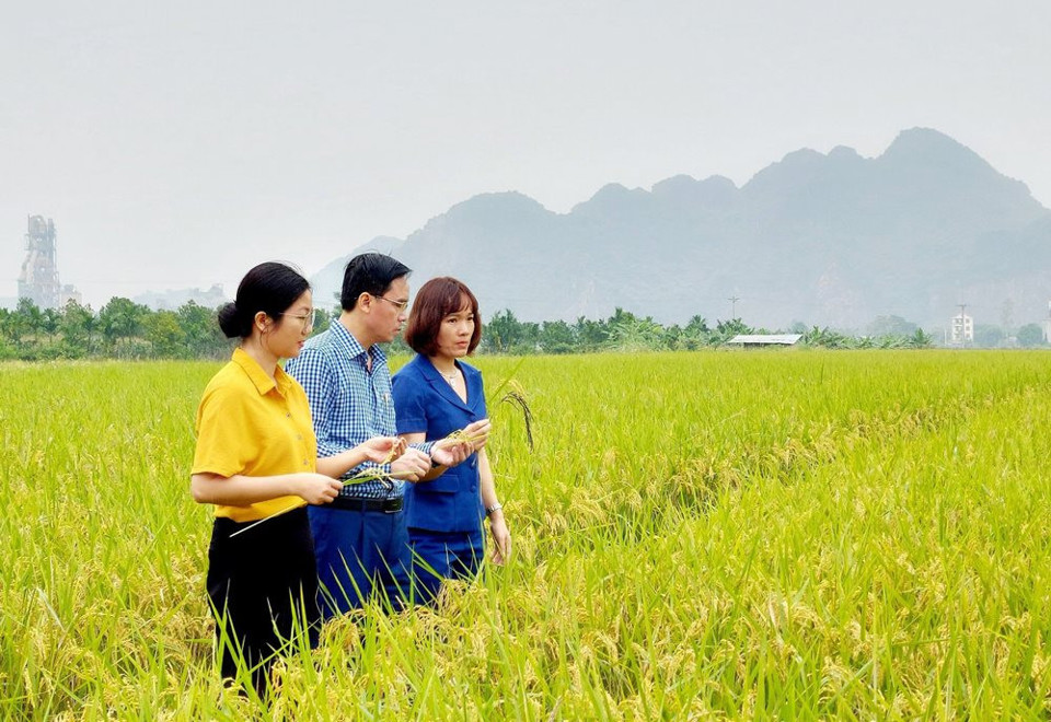 Vùng trồng lúa hữu cơ tại xã Nam Phương Tiến, huyện Chương Mỹ. 