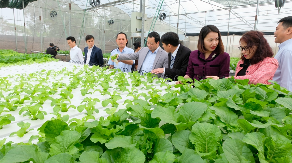 Mô hình trồng rau thuỷ canh mang lại giá trị kinh tế cao của hội viên nông dân xã Mai Đình (huyện Sóc Sơn).