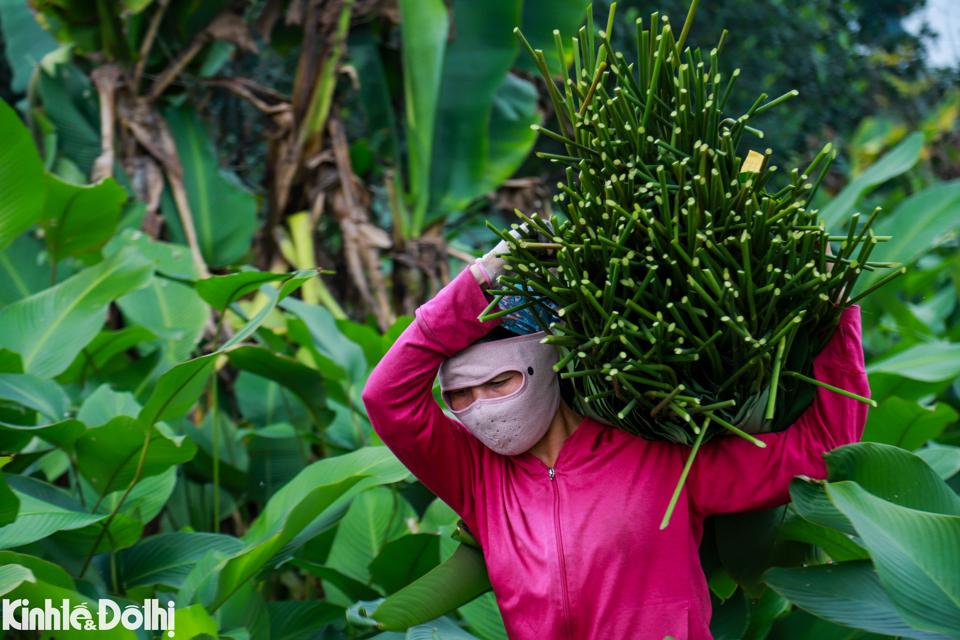 Ngoài phục vụ dịp Tết Nguyên đán, hiện nay lá dong được sử dụng quanh năm khi nhu cầu của người dân ngày càng cao. 