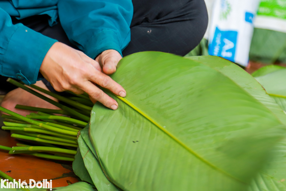 Sau khi phân loại, lá dong được rửa qua nước sạch, ủ kín để bảo quản được lâu hơn. Điều này sẽ giúp lá bớt bụi bẩn và tăng thêm độ xanh tươi.