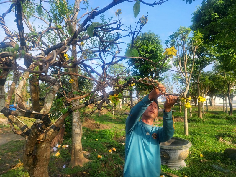 Anh Thạch tỉ mỉ uốn cành tạo dáng, thế cho cây