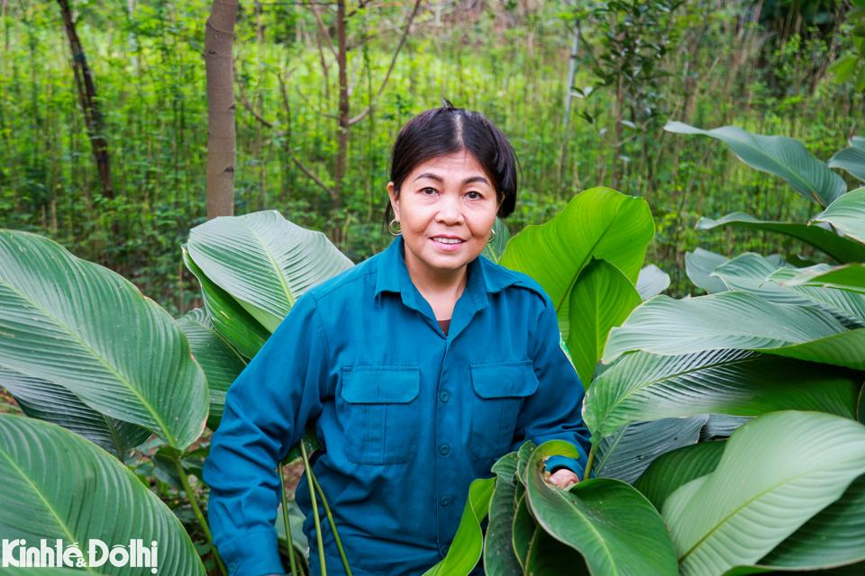 Theo bà Nguyễn Thị Khuyên (Tràng Cát, Kim An) - người có kinh nghiệm thu hoạch lá dong cho biết, người dân chỉ trồng lá dong nếp cho lá dày, to và đẹp. Lá dong Tràng Cát gói bánh thì bánh sẽ xanh và ngon hơn, dùng lá dong tẻ thì bánh sẽ bị thâm.