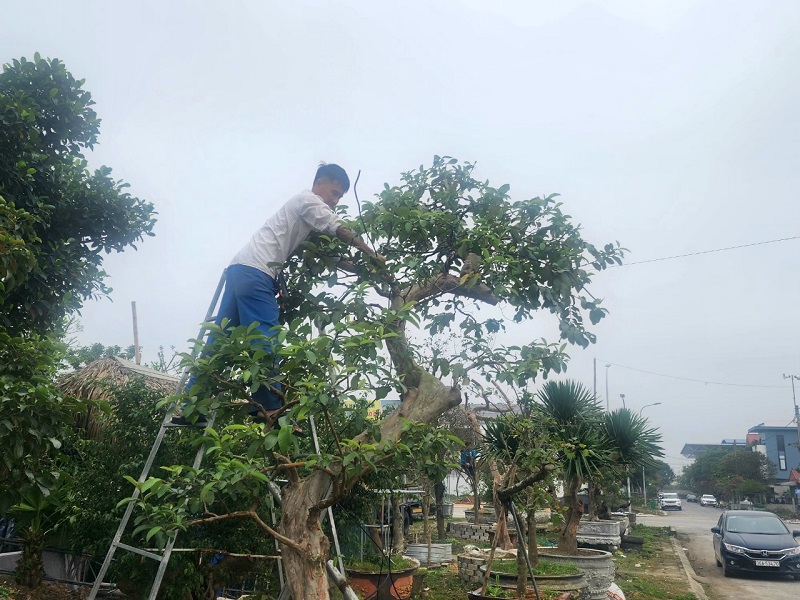 Theo anh Huy, để có 1 tác phẩm ưng ý ngoài việc chọn được một phôi cây đẹp còn cần phải có duyên với nó. Cây phải được chăm sóc với chế độ đặc biệt để cho tay cành phát triển sau đó cắt giật để nuôi chi răm...Có những cây nuôi nhiều năm nhưng không ưng ý vẫn phải cắt đi làm lại từ đầu.    Thời gian gần đây, phong trào chơi cây ăn quả bonsai đang là mốt         Nhiều người dù rất yêu thích cây cảnh nhưng không có thời gian chăm sóc nên việc gửi cây tại các nhà vườn hoặc thuê người đến cắt tỉa, chăm sóc theo định kỳ đang là xu hướng hiện nay