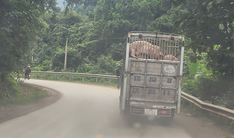 Phương tiện vận chuyển lợn lưu thông trên tuyến Quốc lộ 8 đoạn qua địa bàn huyện Hương Sơn