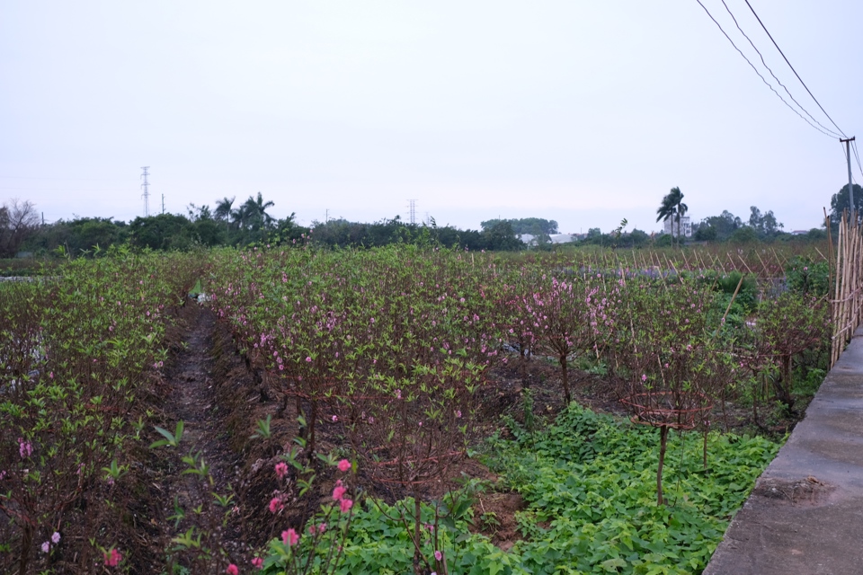 Trên những mảnh ruộng ở làng Tiền Châu, hoa đào đã bắt đầu bung nở khoe sắc thắm. Ảnh Sỹ Hào. 