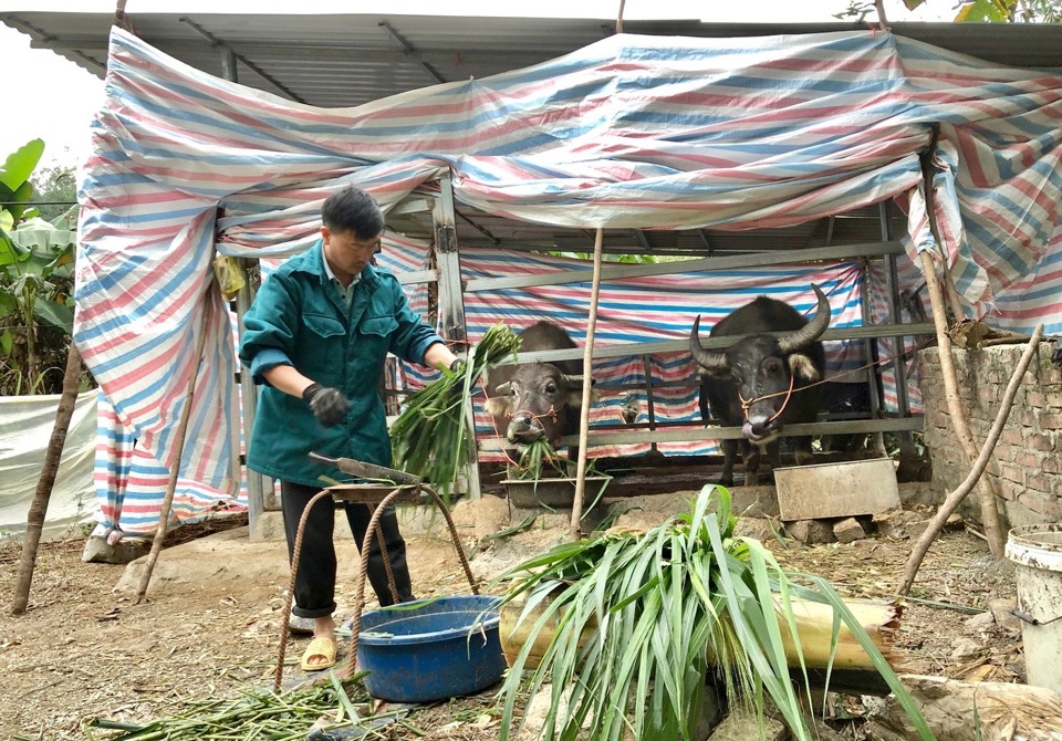 Người dân tỉnh Bắc Kạn bổ sung thêm thức ăn chống rét cho vật nuôi.