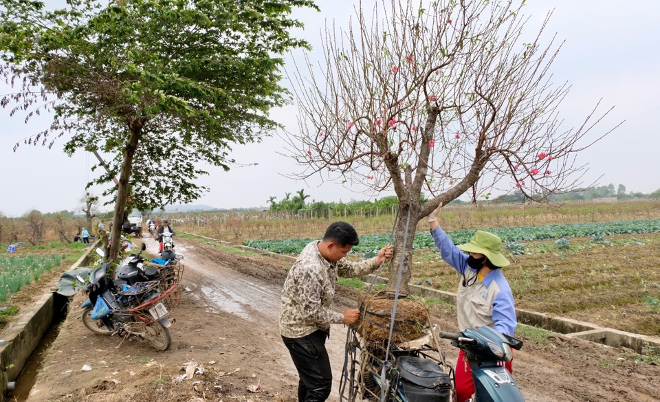 Càng về cuối năm, không khí tại vùng trồng đào thôn Phù Trì càng nhộn nhịp.