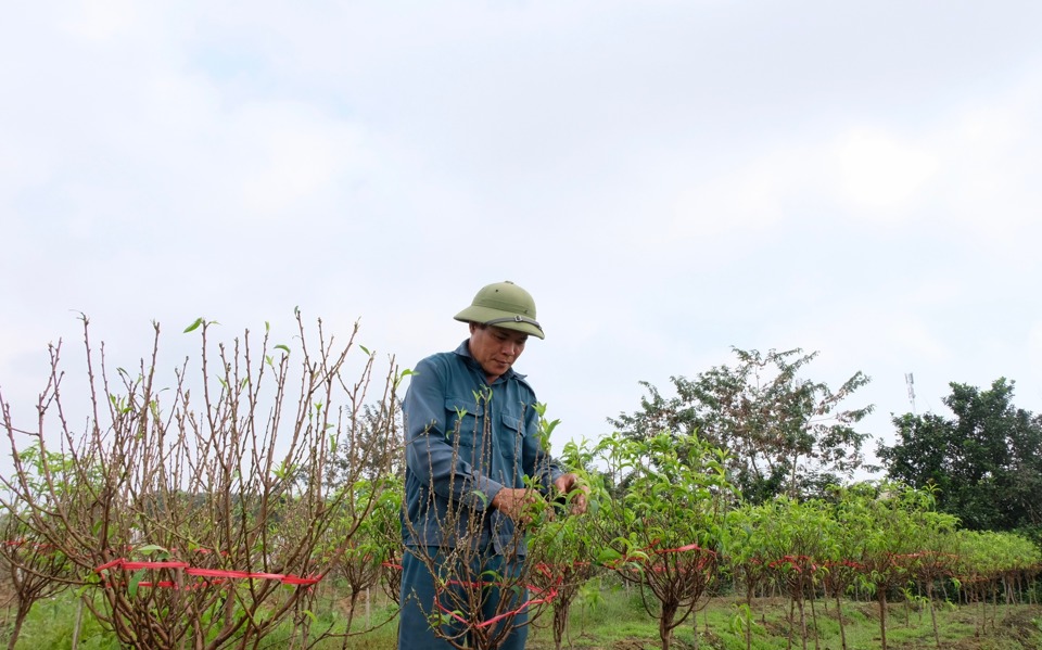 Ông Nguyễn Văn Công cẩn thận chăm sóc từng gốc hoa đào phục vụ Tết Giáp Thìn 2024.