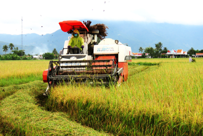 Giá lúa gạo hôm nay 30/1/2024: Giá lúa chững, giá gạo giảm mạnh. Ảnh minh họa.