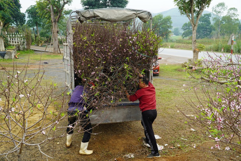 Trồng đào cũng không phải là nghề ăn chắc mặc bền, bởi có những dịp thời tiết thay đổi đột ngột, đào cho hoa sớm, nở bung sớm hoặc chậm nở cũng sẽ gây thiệt hại cho nhà vườn, chủ trồng. Khi đến các vườn đào đặt mua sỉ với sô số lượng lớn, các thương lái cũng khá cầu kỳ trong việc lựa chọn đào để mua, chỉ khi cây có đủ tiêu chí thì mang ra bán lại cho người chơi đào tết mới dễ lời, còn không sẽ khó bán và thậm chí lỗ vốn.