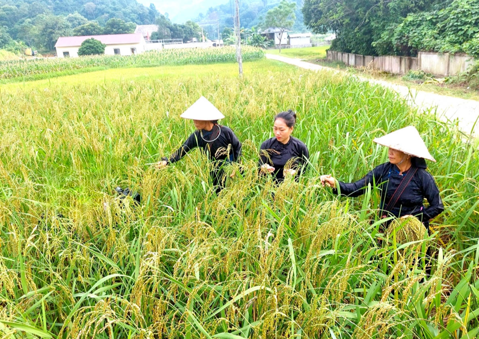 Giá lúa gạo hôm nay 1/2/2024: Giá lúa chững, giá gạo tăng. Ảnh minh họa.