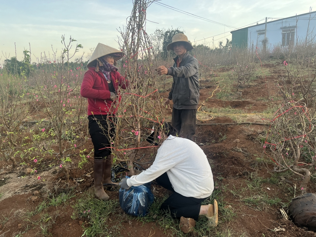 Cây đào được gia đình chị Hoàng Thị Duyên (vườn đào Sang Duyên, phường Đoàn Kết, thị xã Buôn Hồ) dùng dây bó hết các cành và dùng bì bóng bó buộc bầu đất của gốc đào cẩn thận trước khi chuyển đến cho khách hàng.