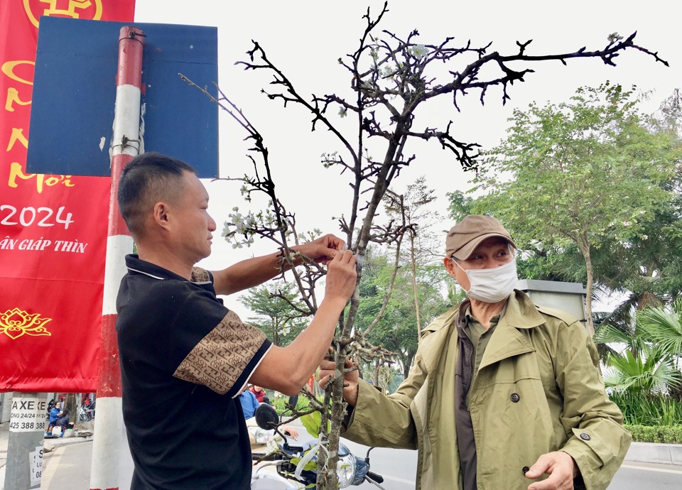 Thời gian “chơi” của hoa lê kéo dài khoảng 1 - 2 tháng. Người mua thường lựa chọn cành có nhiều nụ với hy vọng hoa nở đúng rằm tháng Giêng.