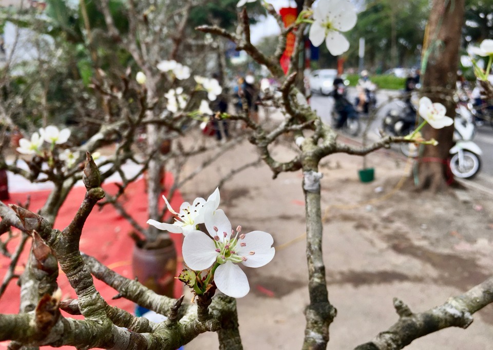 Những bông hoa lê bung nở trắng muốt, tinh khôi như mang cả hương sắc núi rừng về tô điểm cho thủ đô Hà Nội.