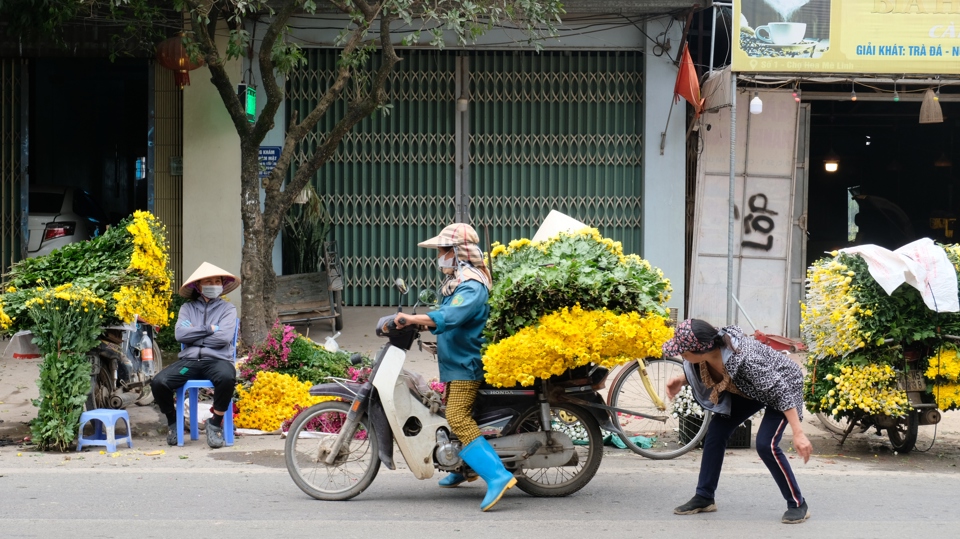 Một trong những nguyên nhân khiến hoa cúc hiện có giá khá thấp là bởi nguồn cung sau Tết dồi dào. Bên cạnh đó, thương lái Trung Quốc hiện cũng giảm thu mua.