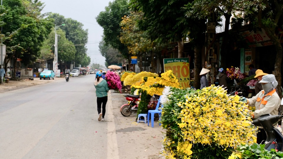 Trước rằm tháng Giêng, hoa cúc, trong đó chủ đạo là hoa cúc vàng được bày bán la liệt.