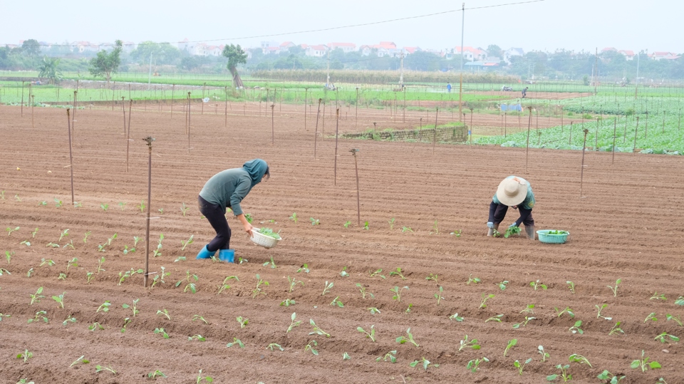 Vùng chuyên canh rau củ huyện Mê Linh vào vụ mới.