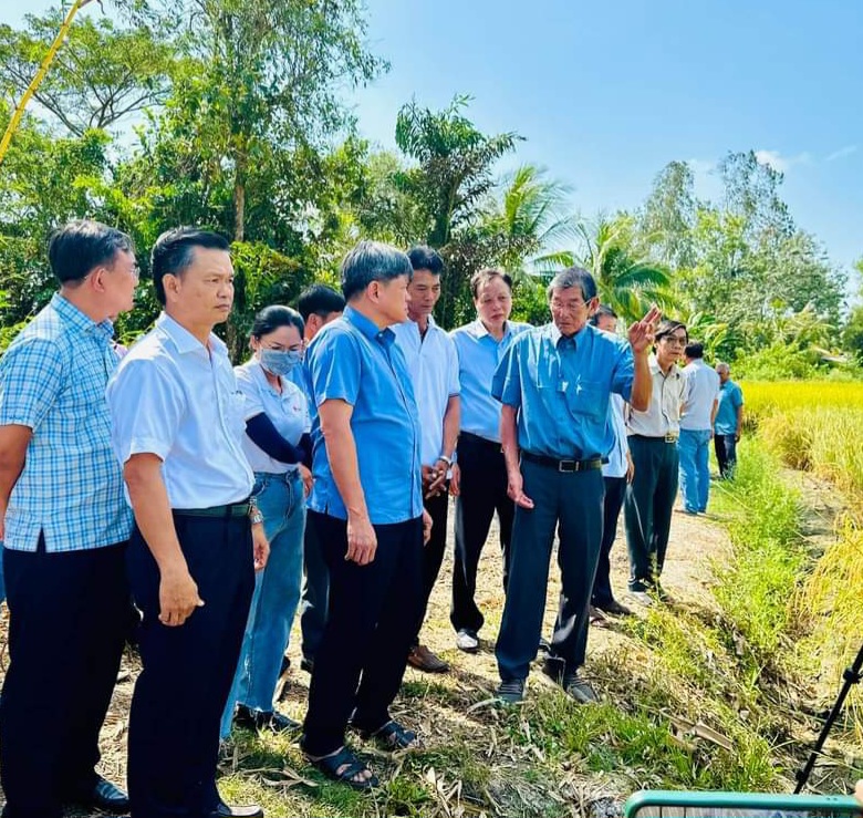 Đoàn của Bộ Nông nghiệp và Phát triển nông thôn tham quan cánh đồng lúa ST25 tại Sóc Trăng - Ảnh: Xuân Lương