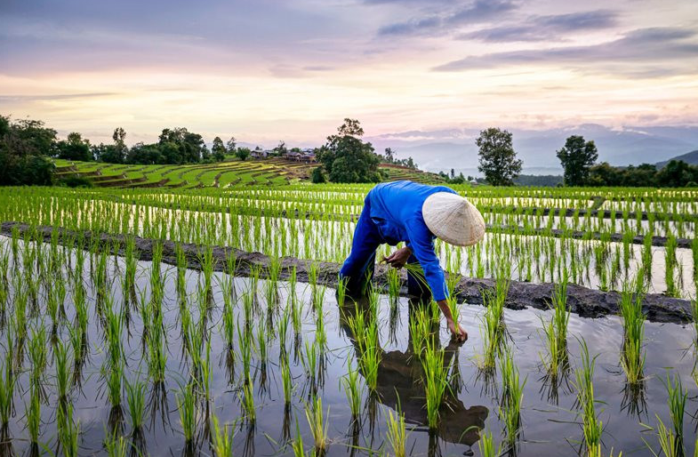 Giá lúa gạo hôm nay 27/2/2024: Đồng loạt chững giá. Ảnh minh họa.