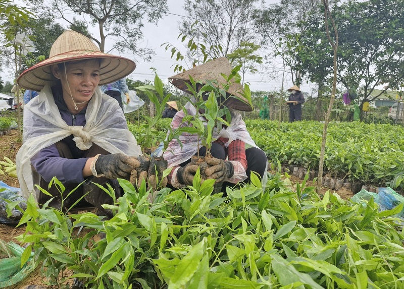 Người dân xã Phúc Trạch chủ động cây gió trầm giống để trồng trong vụ Xuân