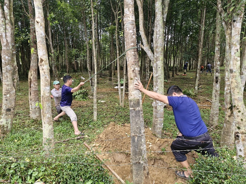 Thương lái mua cây gió trầm tại vườn của gia đình ông Nguyễn Xuân Trường ở xã Phúc Trạch