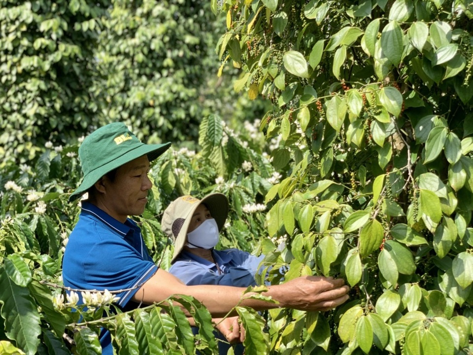 Giá tiêu hôm nay 12/3: Tăng 1.000 đồng/kg, giá tiêu Đắk Lắk-Đắk Nông cao nhất nước