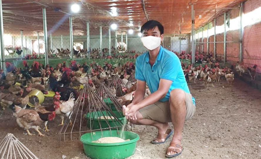 Mô hinh chăn nuôi gà theo hướng an toàn sinh học tại xã Thụy An, huyện Ba Vì