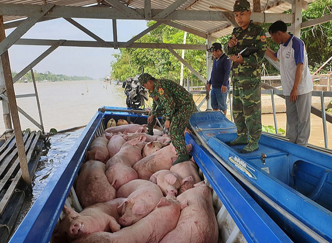 Giá heo hơi hôm nay 15/3/2024: Miền Nam tăng cao nhất 2.000 đồng/kg. Ảnh minh họa.