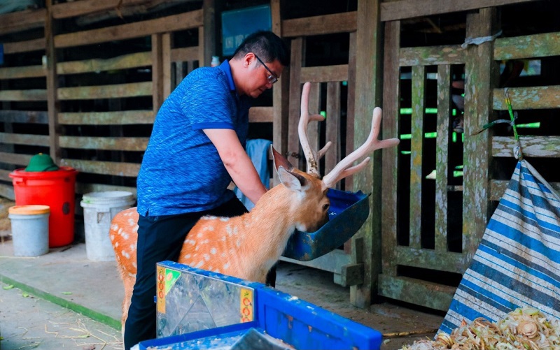 Nhiều người đã trải nghiệm cưỡi trên lưng hươu và cho ăn, tạo cảm giác rất thú vị