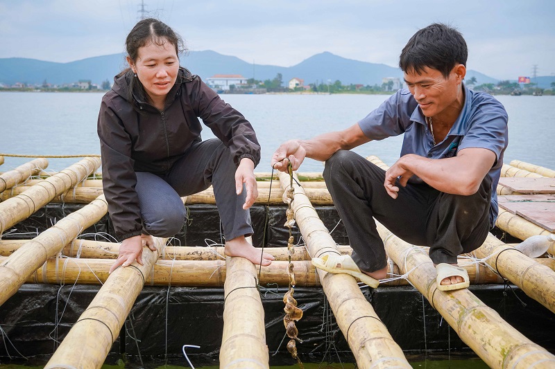 Mô hình nuôi hàu treo dây của anh Trần Quốc Trong