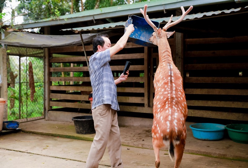 Con hươu chồm lên đi bằng 2 chân trước sự chứng kiến, cỗ vũ của nhiều người