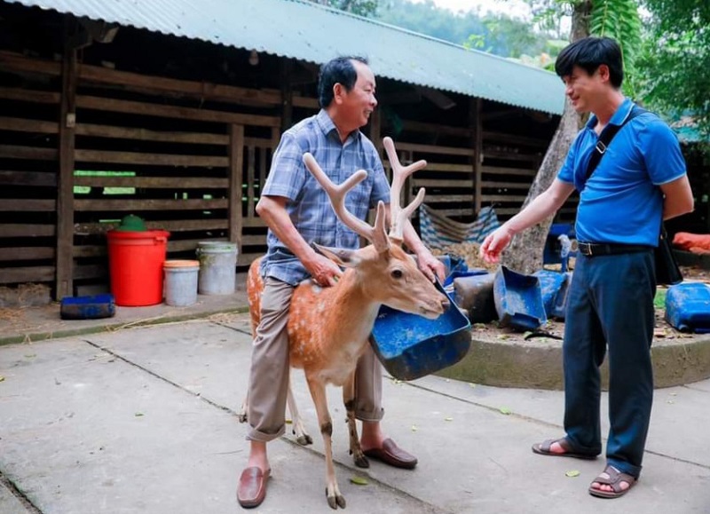 Hươu là loài vật rất nhút nhát, nhưng điểm khác biệt của con hươu này là thân thiện với mọi người