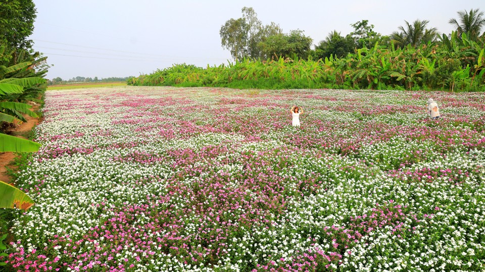 Cánh đồng hoa dừa cạn nở rộ với nhiều màu sắc là bối cảnh tuyệt vời tạo nên những bức ảnh đẹp.