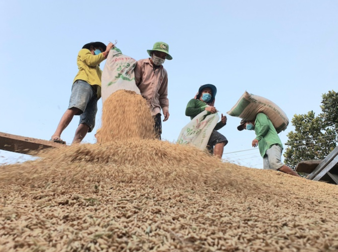 Thu mua lúa tại Đồng bằng sông Cửu Long. Ảnh minh họa