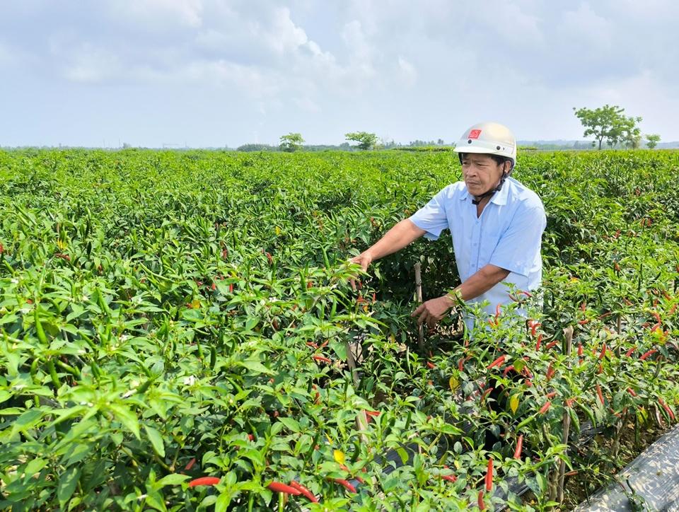 Tại xã Bình Dương (huyện Bình Sơn)- vựa ớt của tỉnh Quảng Ngãi, không khí cũng khá đìu hiu vì vắng bóng người thu hái và mua ớt. 