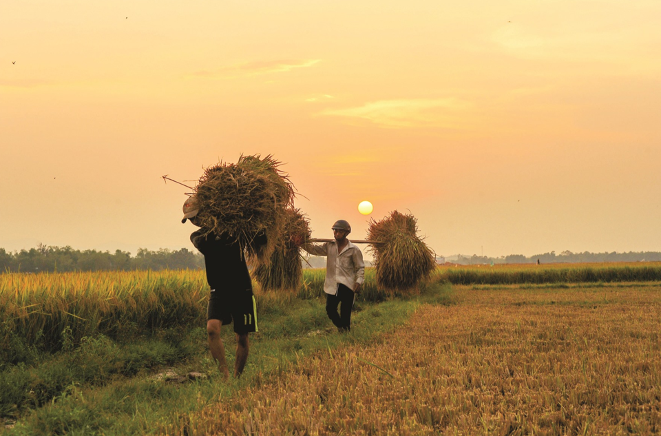 Giá lúa gạo hôm nay 26/3/2024: Giá gạo tăng bật tăng 50 - 300 đồng/kg. Ảnh minh họa.