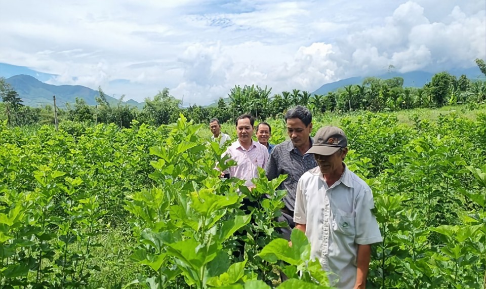 Chính quyền hỗ trợ cho người dân phát triển diện tích trồng dâu để nuôi tằm.