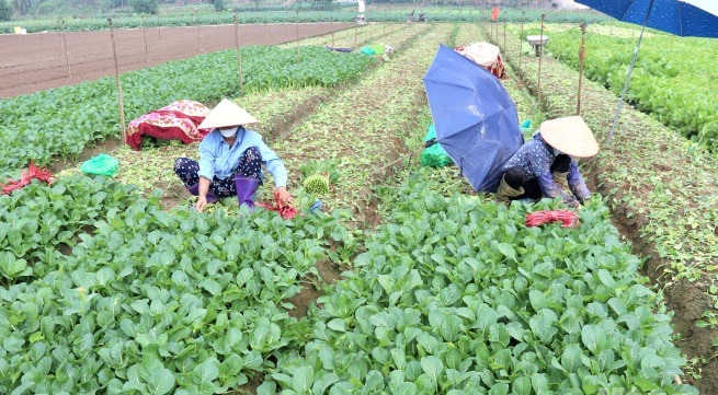 Thành viên Hợp tác xã Dịch vụ nông nghiệp Đông Cao (huyện Mê Linh) thu hoạch rau củ.