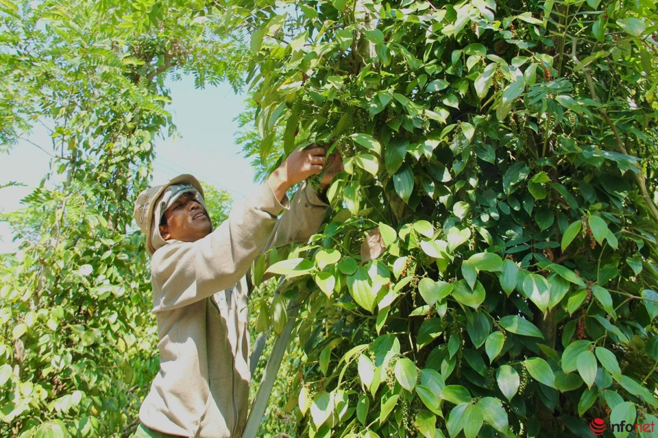 Giá tiêu hôm nay 29/3: Giá tiêu tăng cao. nông dân đau đầu cho vụ mới