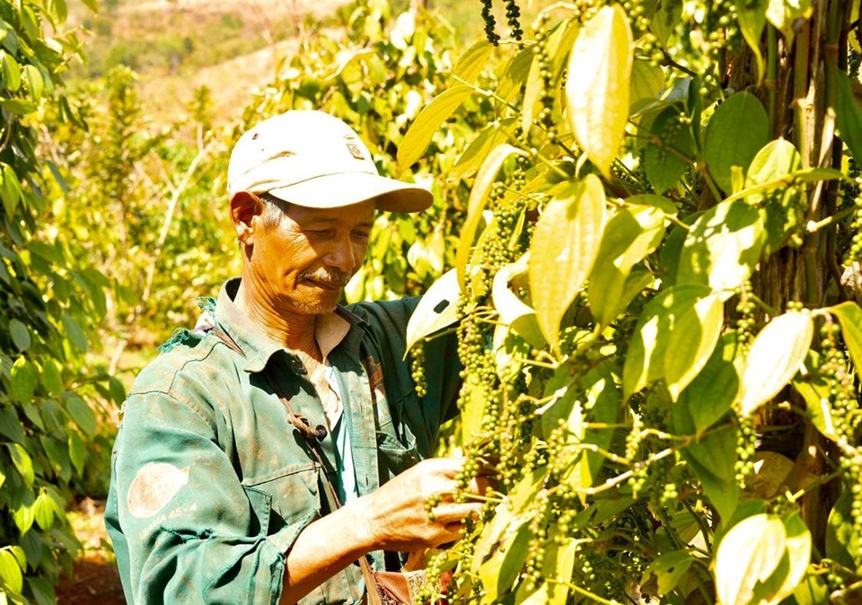 Giá tiêu hôm nay 2/4: Đồng loạt giảm, duy nhất tiêu đen Indonesia tăng