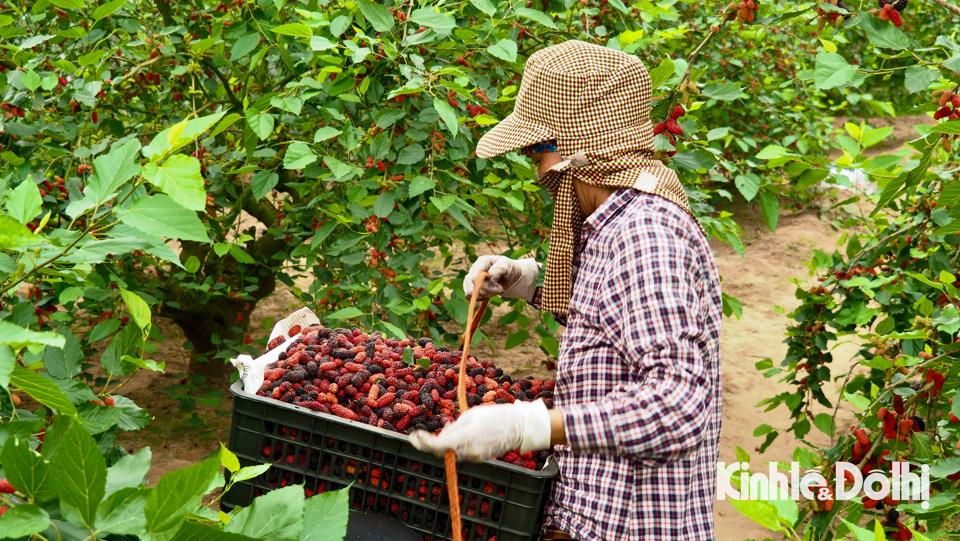 Dâu năm nay được mùa nên người trồng rất phấn khởi. Dâu hái xuống được để vào các sọt và thương lái đến tận ruộng thu mua.