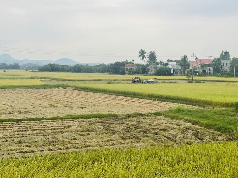 Cánh đồng lúa ở thôn Đông Yên 2.